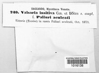 Valsaria insitiva image